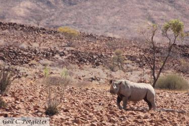 Black rhino in Damaraland