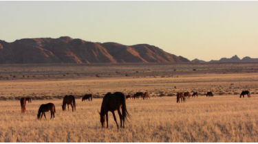 Feral horses in the Namib
