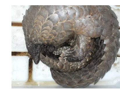 Confiscated pangolin