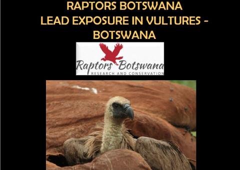 3 Lead exposure in vultures Botswana - Raptors Botswana