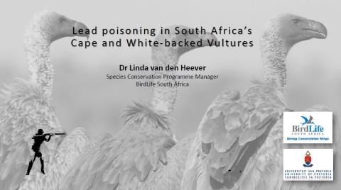 04 Lead poisoning in South Africa’s Cape and White-backed Vultures - Linda van den Heever