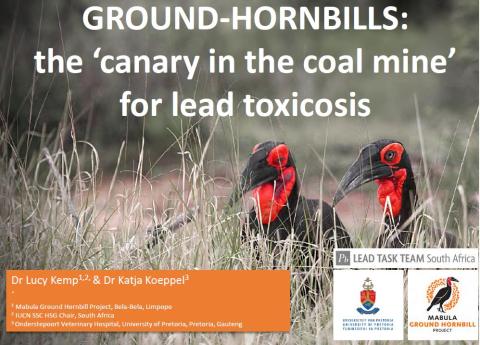7 Ground hornbills - the canary in the coalmine for lead toxicosis - Lucy Kemp & Katja Koeppel