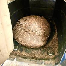 Rescued pangolin awaiting release